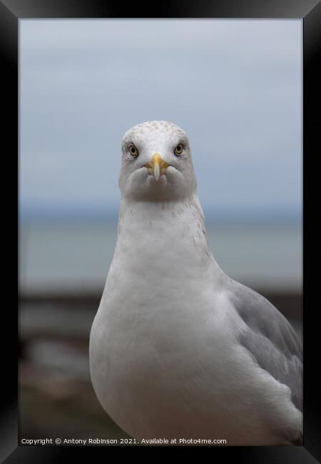 Portrait of a seagull Framed Print by Antony Robinson