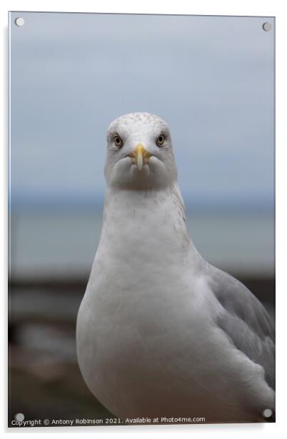 Portrait of a seagull Acrylic by Antony Robinson