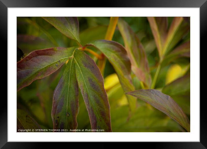 Peony Plant Leaves in the Fall Framed Mounted Print by STEPHEN THOMAS
