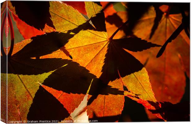 Acer Leaves and Shadows Canvas Print by Graham Prentice