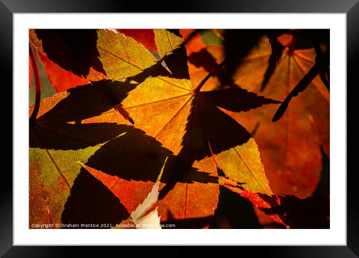 Acer Leaves and Shadows Framed Mounted Print by Graham Prentice