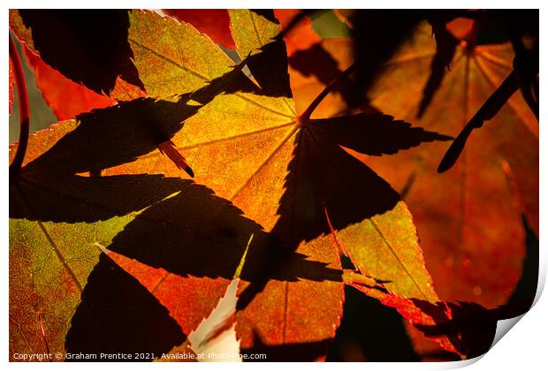 Acer Leaves and Shadows Print by Graham Prentice