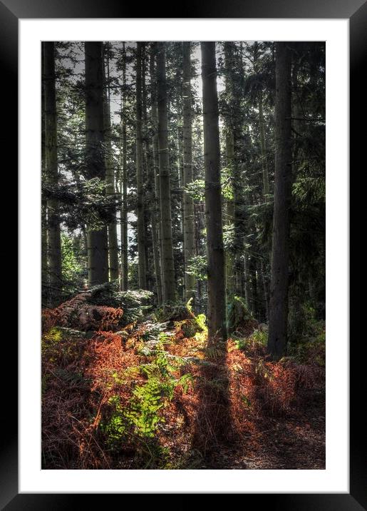 Autumnal Light in woodland  Framed Mounted Print by Jon Fixter
