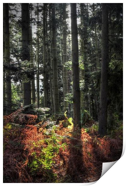 Autumnal Light in woodland  Print by Jon Fixter