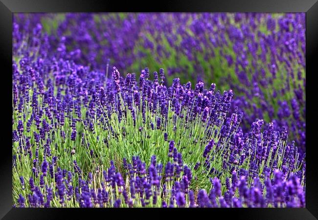Lavender in the Cotswolds Framed Print by Susan Snow
