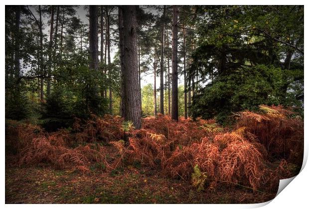 Autumn Light on Bracken  Print by Jon Fixter