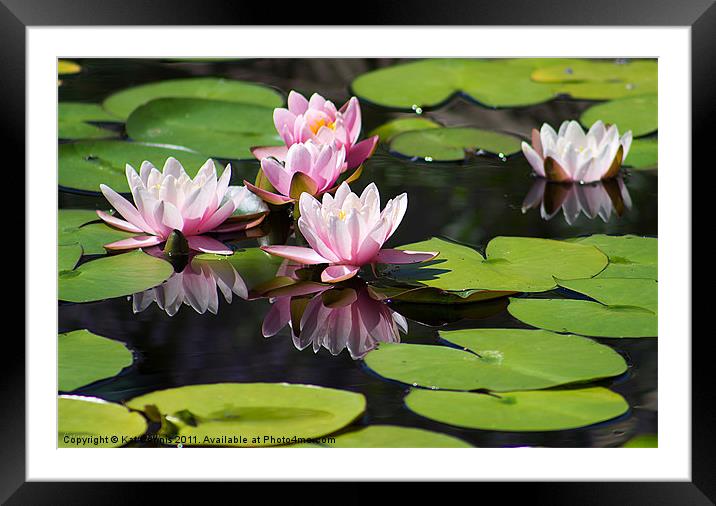 Reflected Water Lily Framed Mounted Print by Kat Dennis