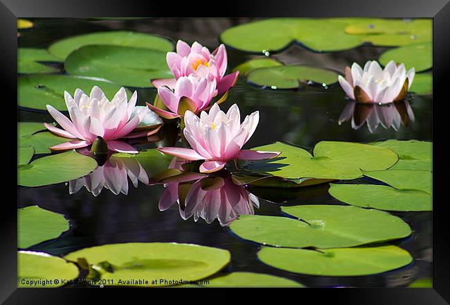 Reflected Water Lily Framed Print by Kat Dennis