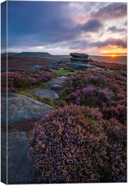 A Sunrise Amongst the Heather Canvas Print by Steven Nokes
