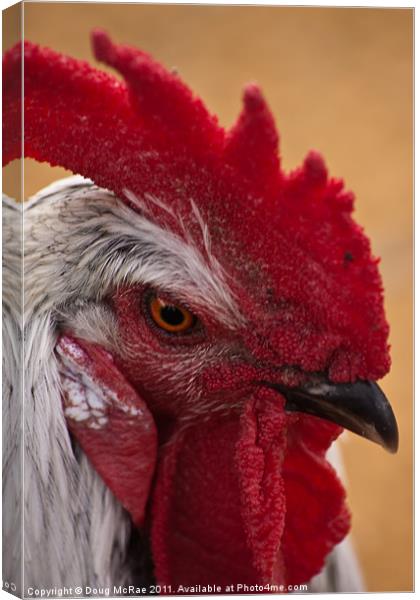 Rooster Canvas Print by Doug McRae