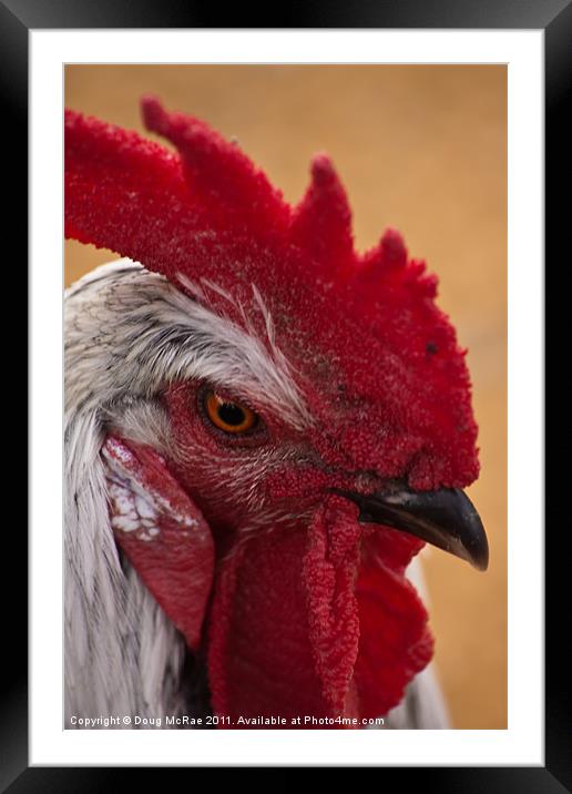 Rooster Framed Mounted Print by Doug McRae