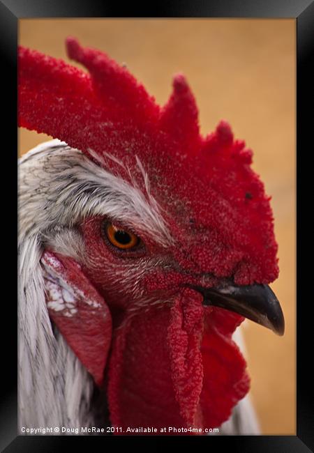 Rooster Framed Print by Doug McRae