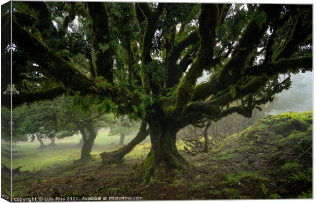Til ancient tree on the Fanal Portuguese National Park in Madeira, Portugal Canvas Print by Luis Pina