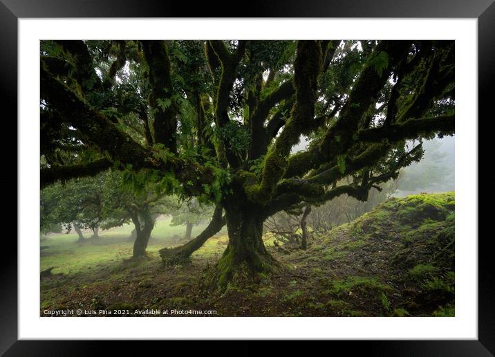 Til ancient tree on the Fanal Portuguese National Park in Madeira, Portugal Framed Mounted Print by Luis Pina