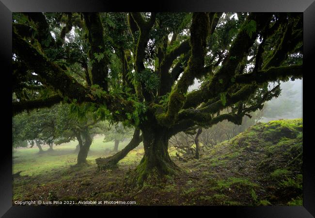 Til ancient tree on the Fanal Portuguese National Park in Madeira, Portugal Framed Print by Luis Pina