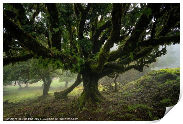 Til ancient tree on the Fanal Portuguese National Park in Madeira, Portugal Print by Luis Pina