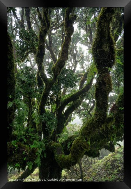 Til ancient tree on the Fanal Portuguese National Park in Madeira, Portugal Framed Print by Luis Pina