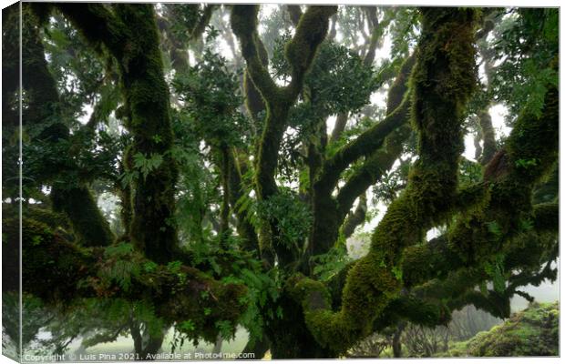 Til ancient tree on the Fanal Portuguese National Park in Madeira, Portugal Canvas Print by Luis Pina