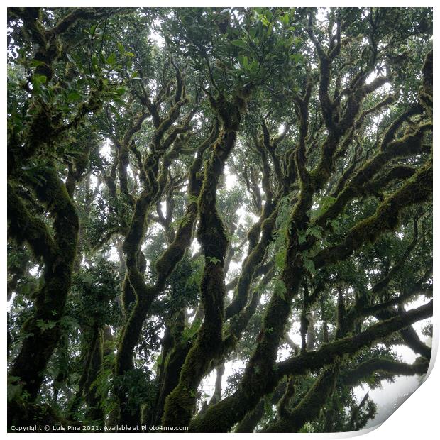 Til ancient tree on the Fanal Portuguese National Park in Madeira, Portugal Print by Luis Pina