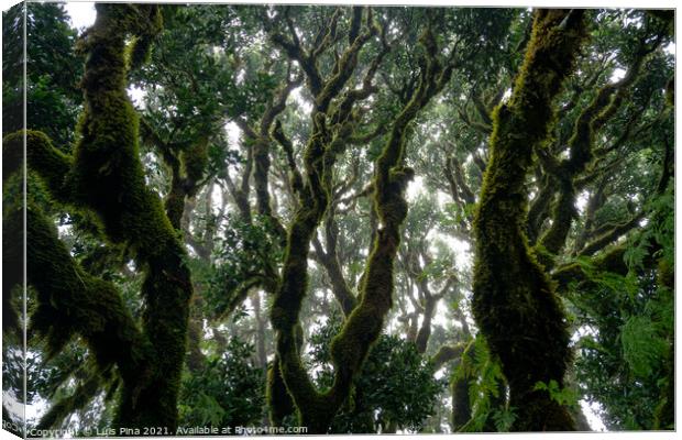 Til ancient tree on the Fanal Portuguese National Park in Madeira, Portugal Canvas Print by Luis Pina