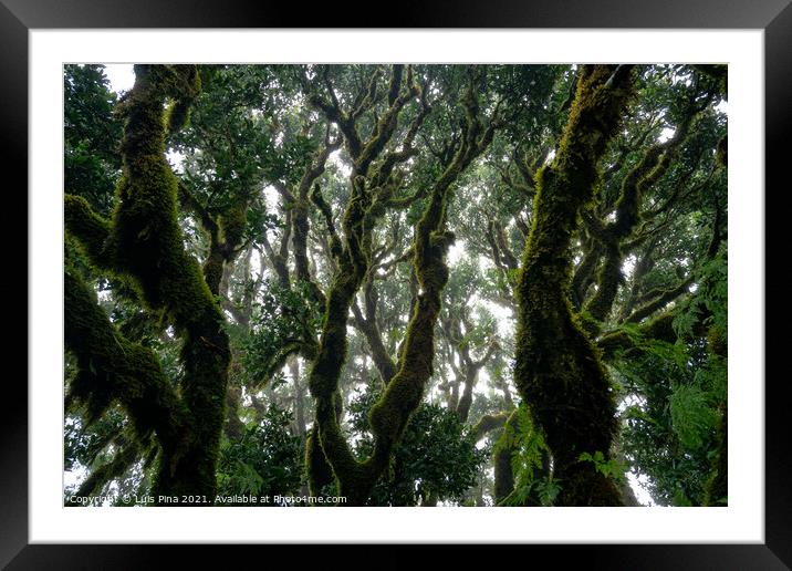 Til ancient tree on the Fanal Portuguese National Park in Madeira, Portugal Framed Mounted Print by Luis Pina