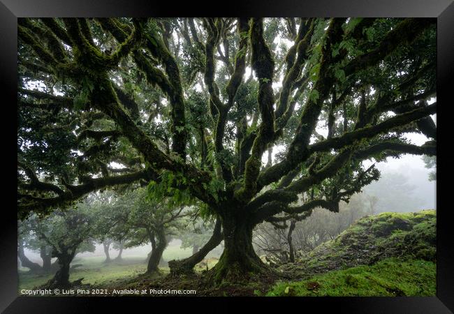 Til ancient tree on the Fanal Portuguese National Park in Madeira, Portugal Framed Print by Luis Pina