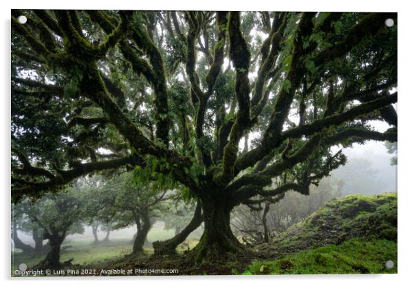 Til ancient tree on the Fanal Portuguese National Park in Madeira, Portugal Acrylic by Luis Pina