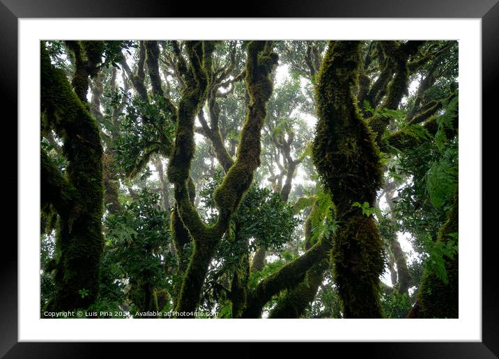Til ancient tree on the Fanal Portuguese National Park in Madeira, Portugal Framed Mounted Print by Luis Pina