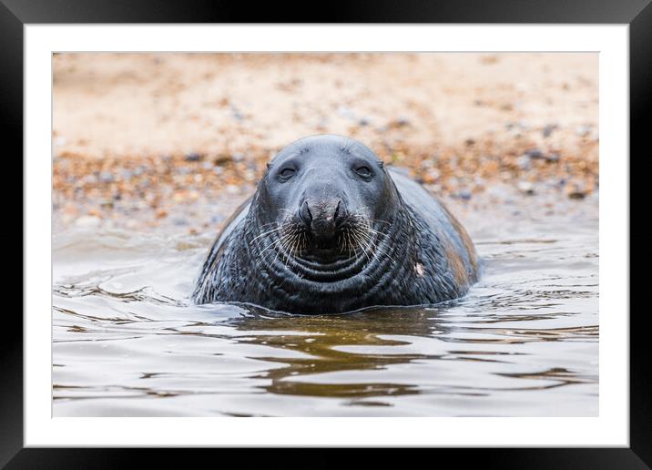 Face on with a Grey Seal Framed Mounted Print by Jason Wells