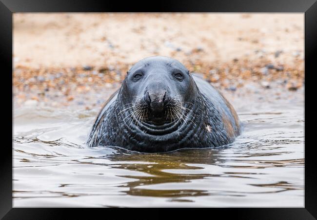 Face on with a Grey Seal Framed Print by Jason Wells