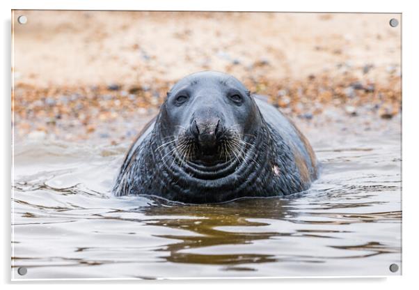 Face on with a Grey Seal Acrylic by Jason Wells