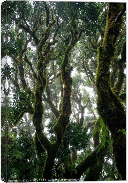 Til ancient tree on the Fanal Portuguese National Park in Madeira, Portugal Canvas Print by Luis Pina