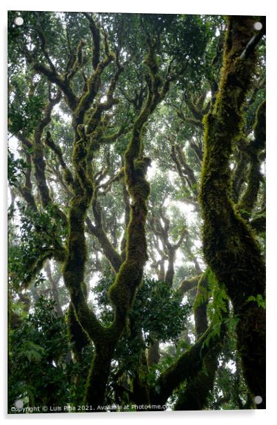 Til ancient tree on the Fanal Portuguese National Park in Madeira, Portugal Acrylic by Luis Pina