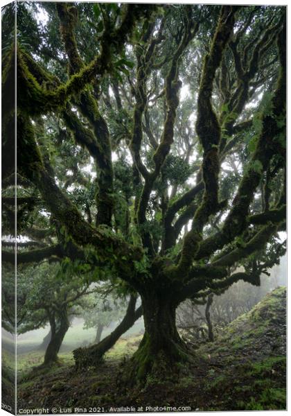 Til ancient tree on the Fanal Portuguese National Park in Madeira, Portugal Canvas Print by Luis Pina