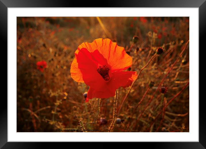 Sunlit Poppy Framed Mounted Print by Simon Johnson