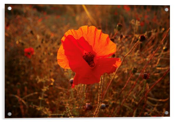 Sunlit Poppy Acrylic by Simon Johnson
