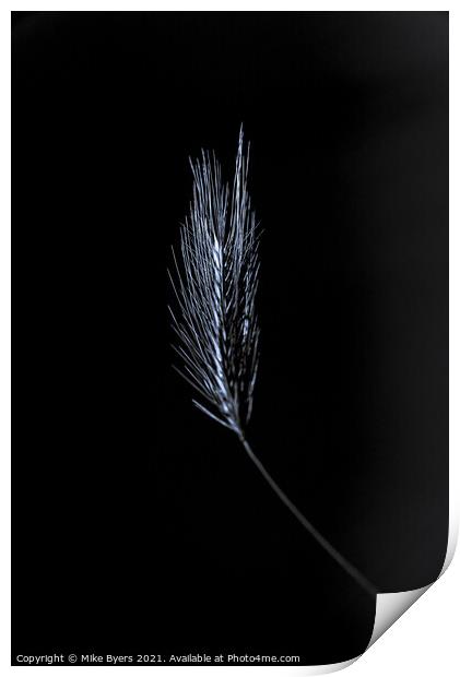 "Glimmering Grain: A Singular Barley Stalk" Print by Mike Byers