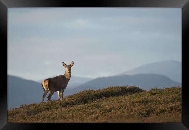 Red Deer Hind Framed Print by Macrae Images