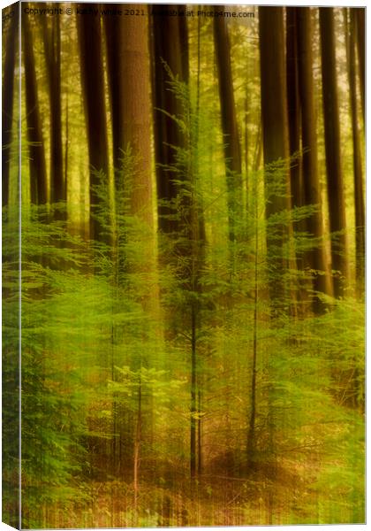 Idless Woods Truro Cornwall Canvas Print by kathy white
