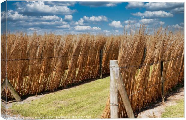 Sun-drenched Willow Stacks Canvas Print by Roger Mechan