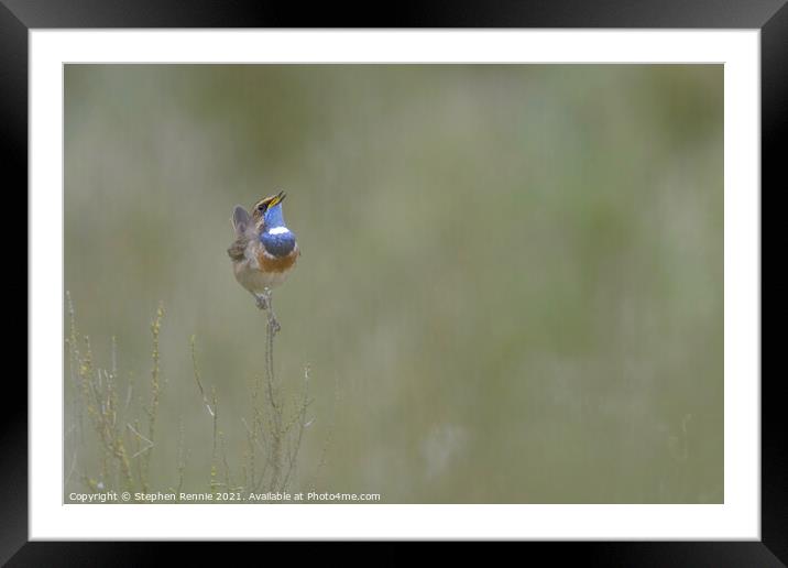 White-spotted Bluethroat Framed Mounted Print by Stephen Rennie