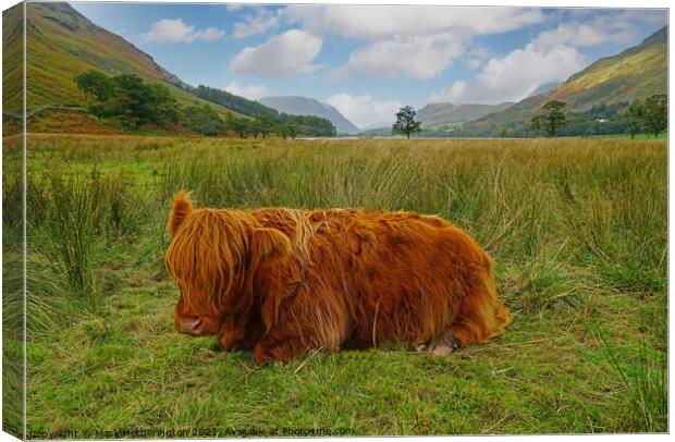 Highland Cow at Buttermere in The Lake District Canvas Print by Mark Hetherington