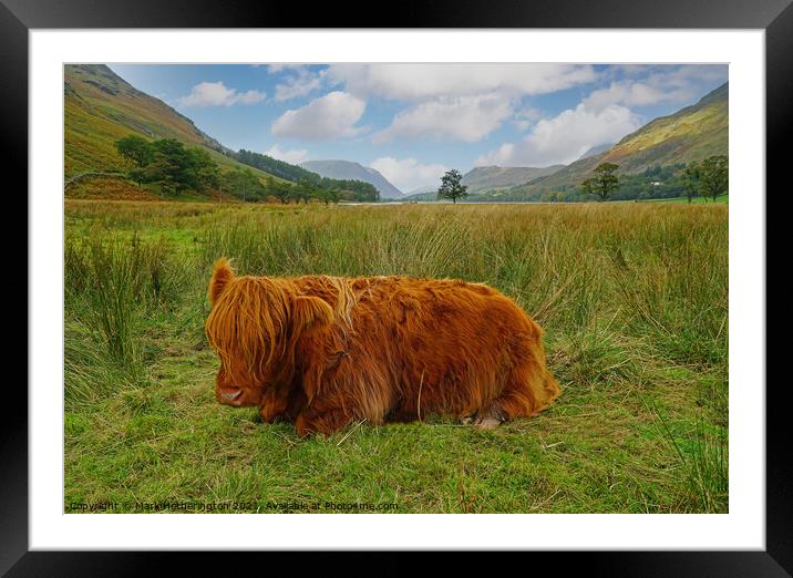 Highland Cow at Buttermere in The Lake District Framed Mounted Print by Mark Hetherington
