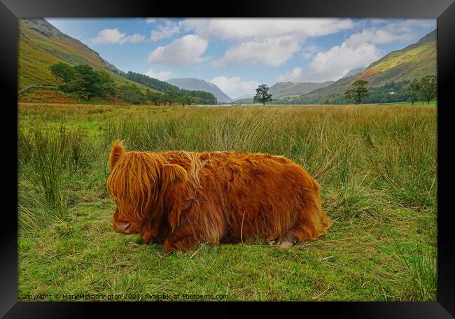 Highland Cow at Buttermere in The Lake District Framed Print by Mark Hetherington