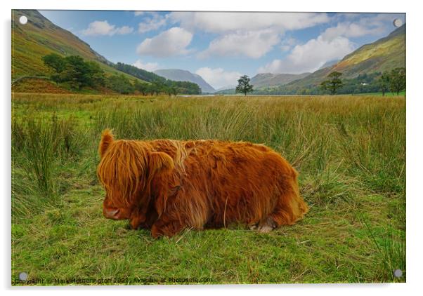 Highland Cow at Buttermere in The Lake District Acrylic by Mark Hetherington