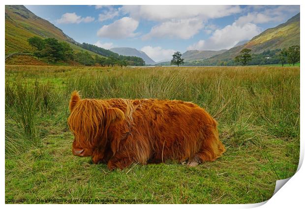 Highland Cow at Buttermere in The Lake District Print by Mark Hetherington