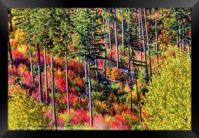 Fall Colors Mountain Sides Forest Stevens Pass Washington Framed Print by William Perry