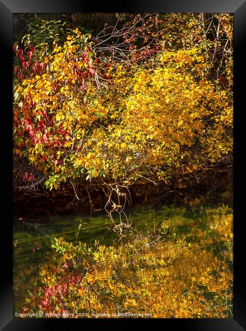 Fall Colors Green Water Reflection Abstract Wenatchee River Wash Framed Print by William Perry