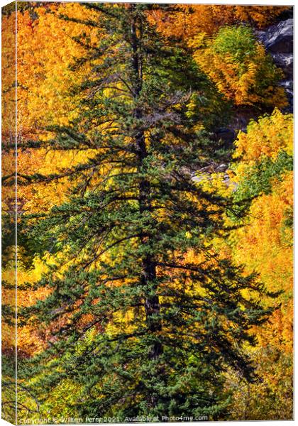 Fall Yellow Green Colors Mountain Sides Forest Evergreen Stevens Canvas Print by William Perry