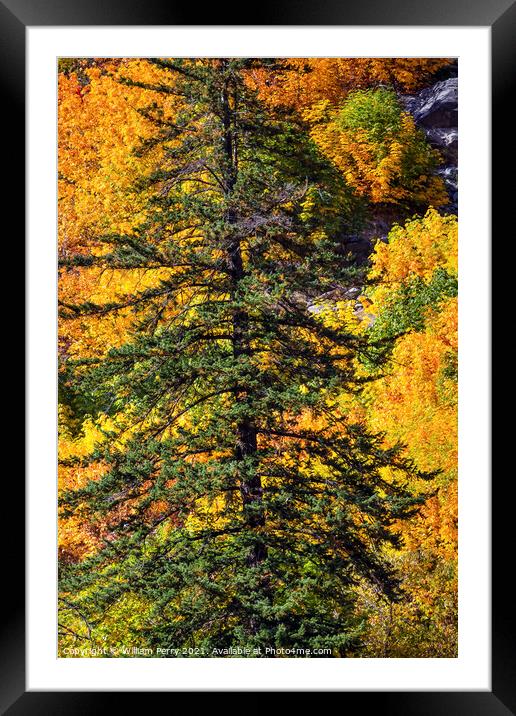 Fall Yellow Green Colors Mountain Sides Forest Evergreen Stevens Framed Mounted Print by William Perry